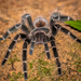 Bahia Scarlet Bird Eater 2", Lasiodora klugi
