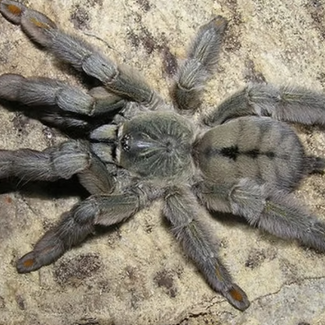 Psalmopoeus cambridgei 4" Female 'Trinidad Chevron' Tarantula