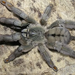 Psalmopoeus cambridgei 4" Female 'Trinidad Chevron' Tarantula