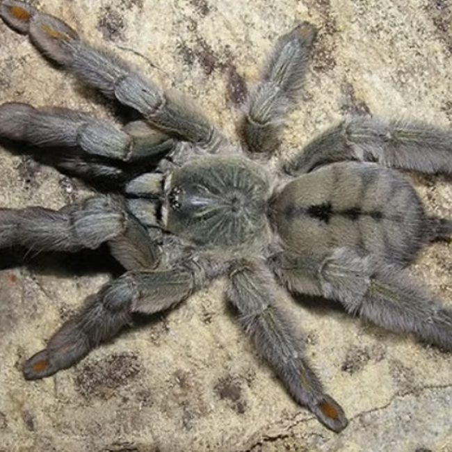 Psalmopoeus cambridgei 4" Female 'Trinidad Chevron' Tarantula