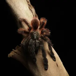 Psalmopoeus victori 2.5" Darth Maul Tarantula