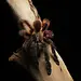 Psalmopoeus victori 2.5" Darth Maul Tarantula