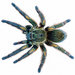 Peruvian Green Velvet Birdeater 1", Thrixopelma pruriens Tarantula