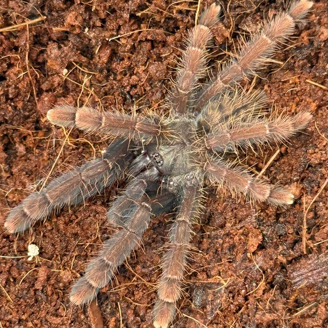 Sabah Red Earth Tiger, 2"+ Phormingochilus sp. "Sabah Red" Tarantula
