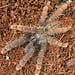 Sabah Red Earth Tiger, 2"+ Phormingochilus sp. "Sabah Red" Tarantula