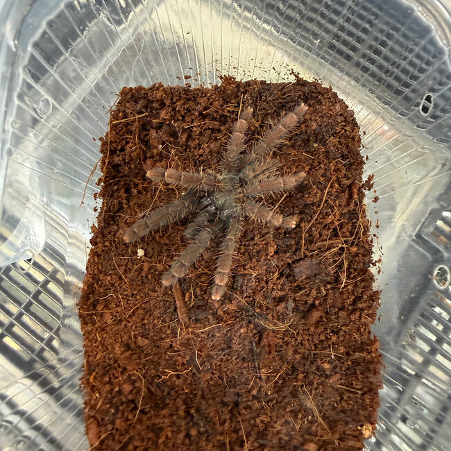 Sabah Red Earth Tiger, 2"+ Phormingochilus sp. "Sabah Red" Tarantula