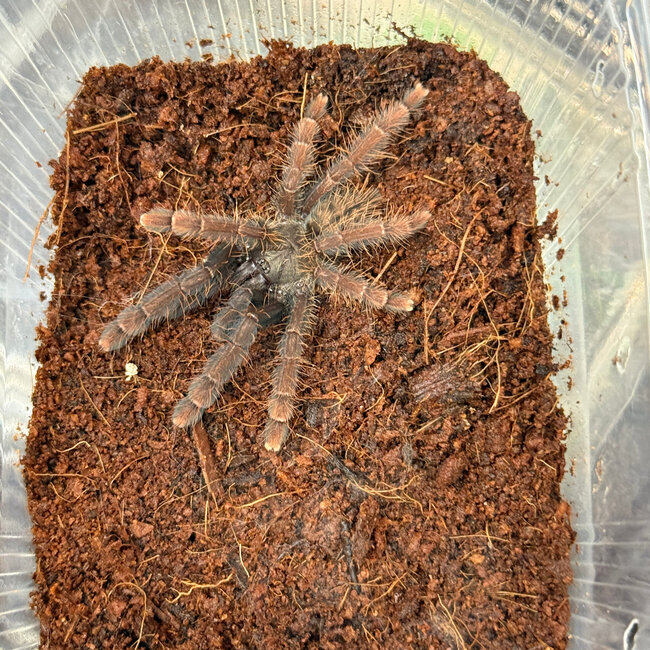 Sabah Red Earth Tiger, 2"+ Phormingochilus sp. "Sabah Red" Tarantula