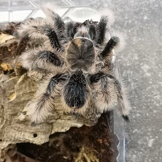 Curly Hair, Tliltocatl albopilosus 'Nicaragua' (sizes)