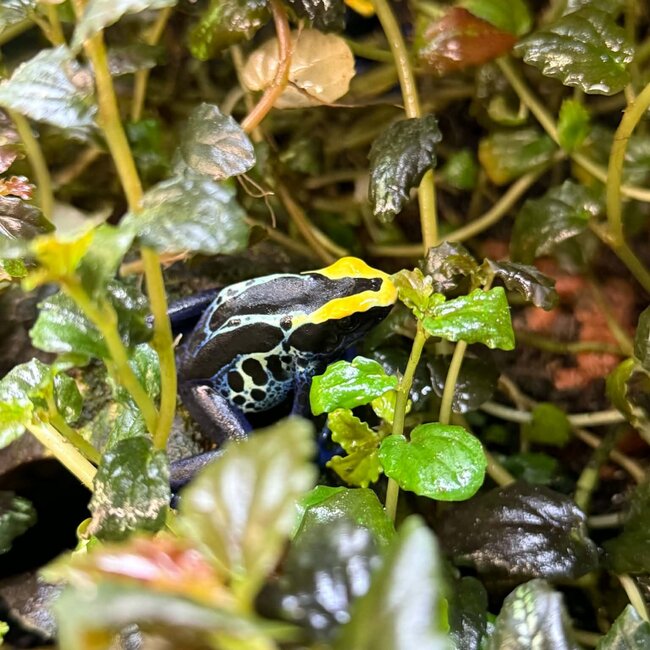 Dendrobates tinctorius "Robertus" Dart Frog