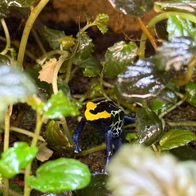 Dendrobates tinctorius "Robertus" Dart Frog