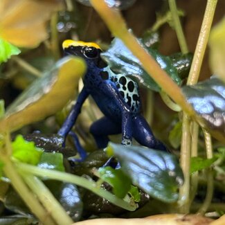 Dendrobates tinctorius "Robertus" Dart Frog