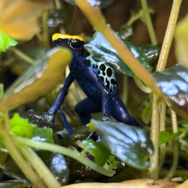 Dendrobates tinctorius "Robertus" Dart Frog