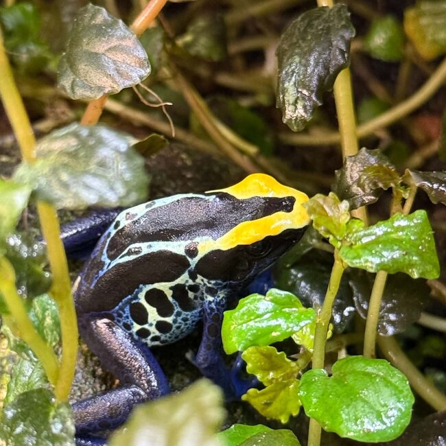 Dendrobates tinctorius "Robertus" Dart Frog
