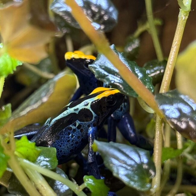 Dendrobates tinctorius "Robertus" Dart Frog