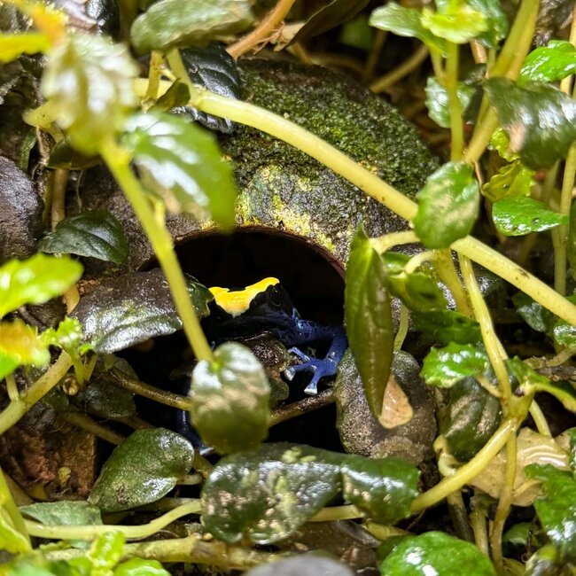 Dendrobates tinctorius "Robertus" Dart Frog