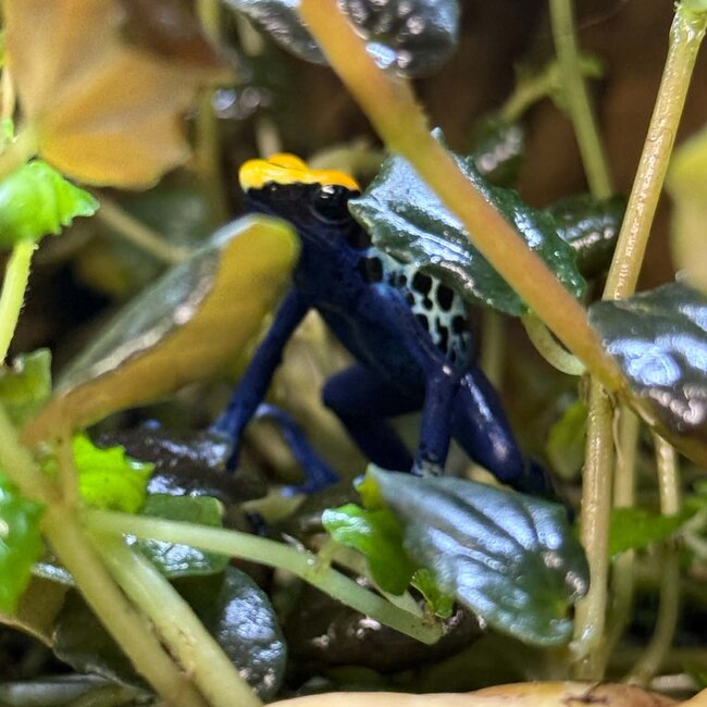 Dendrobates tinctorius "Robertus" Dart Frog
