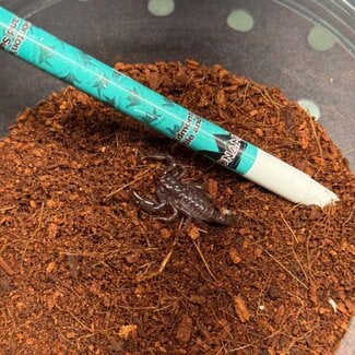 Emperor Scorpion 1", Pandinus imperator