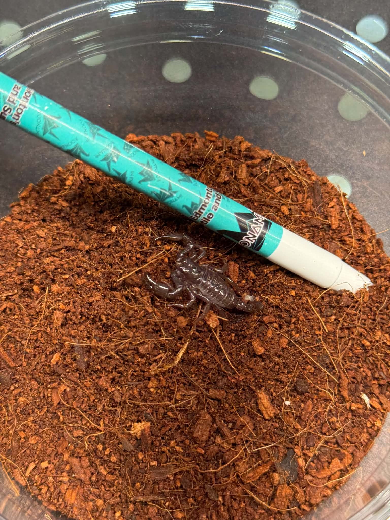 Emperor Scorpion 1