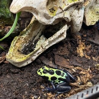 Dendrobates tinctorius "True Sipaliwini" Dart Frog
