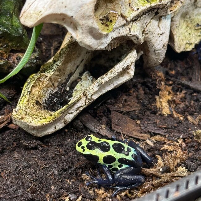Dendrobates tinctorius "True Sipaliwini" Dart Frog
