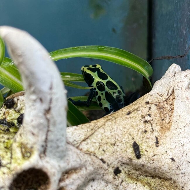 Dendrobates tinctorius "True Sipaliwini" Dart Frog