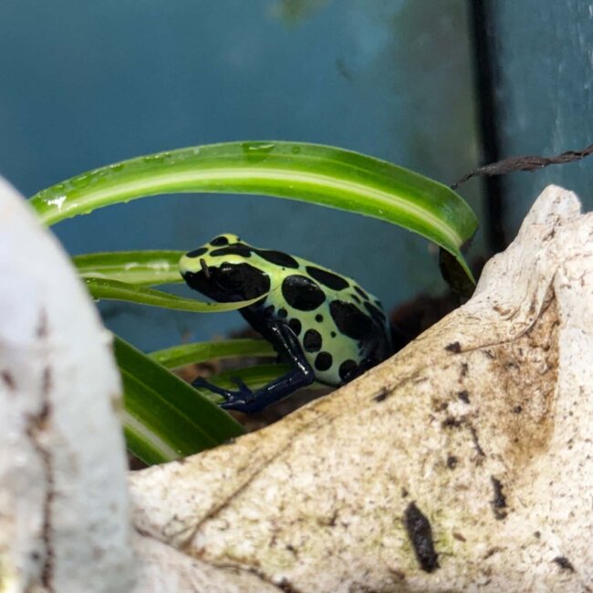 Dendrobates tinctorius "True Sipaliwini" Dart Frog