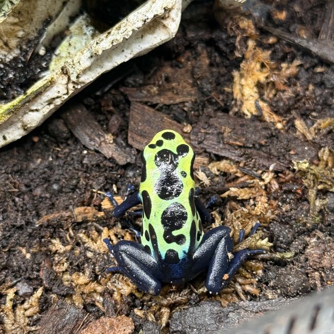 Dendrobates tinctorius "True Sipaliwini" Dart Frog