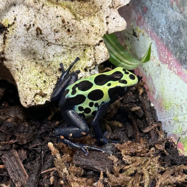 Dendrobates tinctorius "True Sipaliwini" Dart Frog