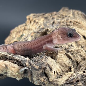 Oreo Patternless Fat Tail Gecko