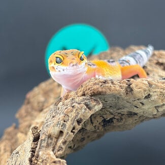 Melanistic Cross Leopard Gecko 'b6'