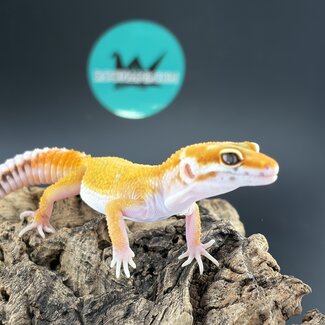 Tremper Tangerine Jungle WY Leopard Gecko 'b9'