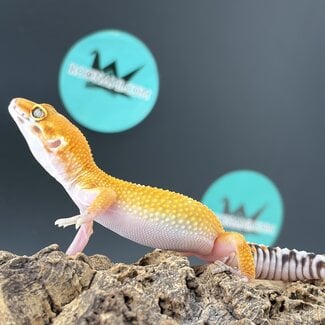Tremper Tangerine Jungle Leopard Gecko 'b3'