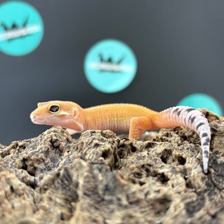 Blood Tangerine Jungle Leopard Gecko 'b12'