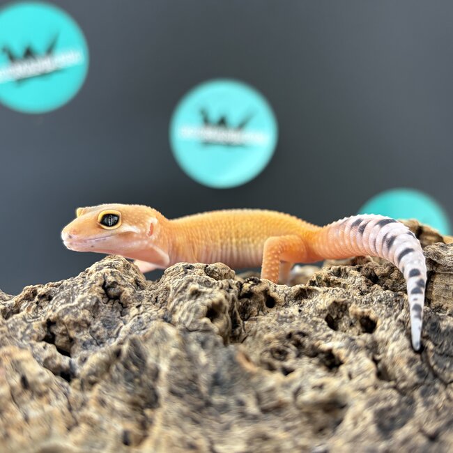 Blood Tangerine Jungle Leopard Gecko 'b12'