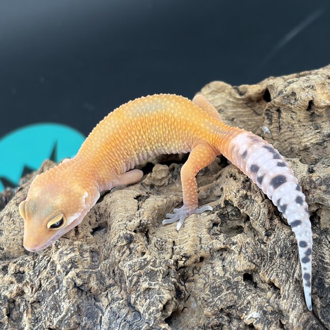 Blood Tangerine Jungle Leopard Gecko 'b12'