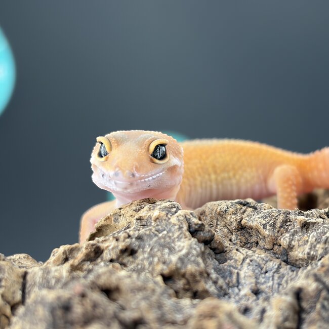 Blood Tangerine Jungle Leopard Gecko 'b12'