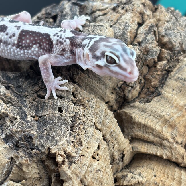 Tremper Mack Snow Jungle Leopard Gecko 'b4'