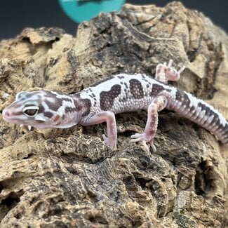Tremper Mack Snow Jungle Leopard Gecko 'b4'