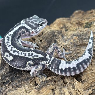 Leopard Gecko Gem Snow Bold Striped 'A2'
