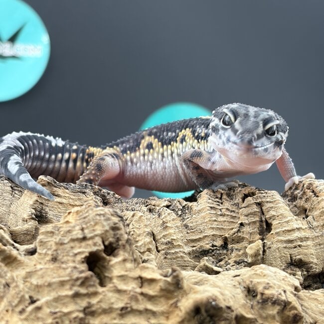 Leopard Gecko Gem Snow Bold Striped 'A1'