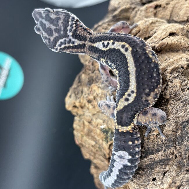 Leopard Gecko Gem Snow Bold Striped 'A1'