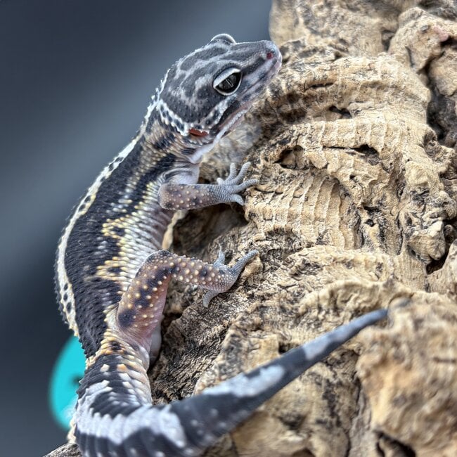 Leopard Gecko Gem Snow Bold Striped 'A1'