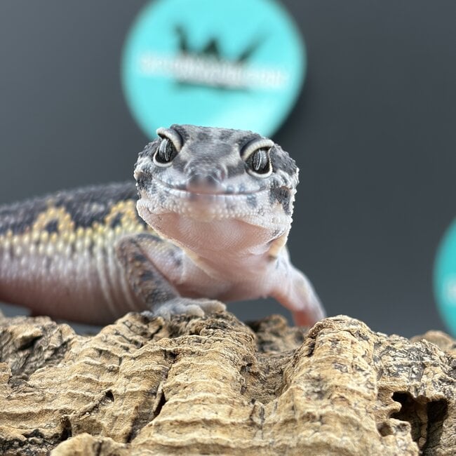 Leopard Gecko Gem Snow Bold Striped 'A1'