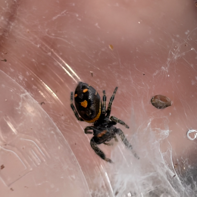 Regal Jumping Spider 'Dark Orange' i5/i6, Phidippus Regius