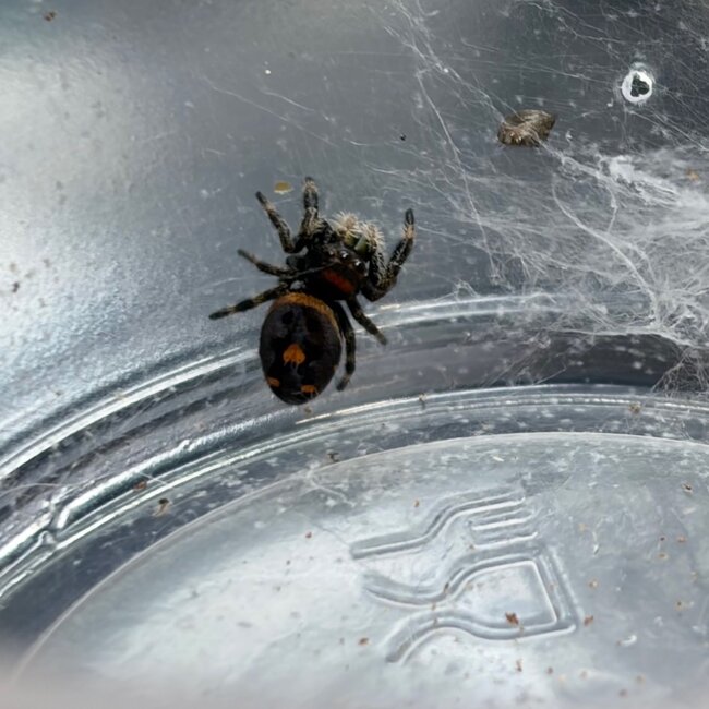 Regal Jumping Spider 'Dark Orange' i5/i6, Phidippus Regius