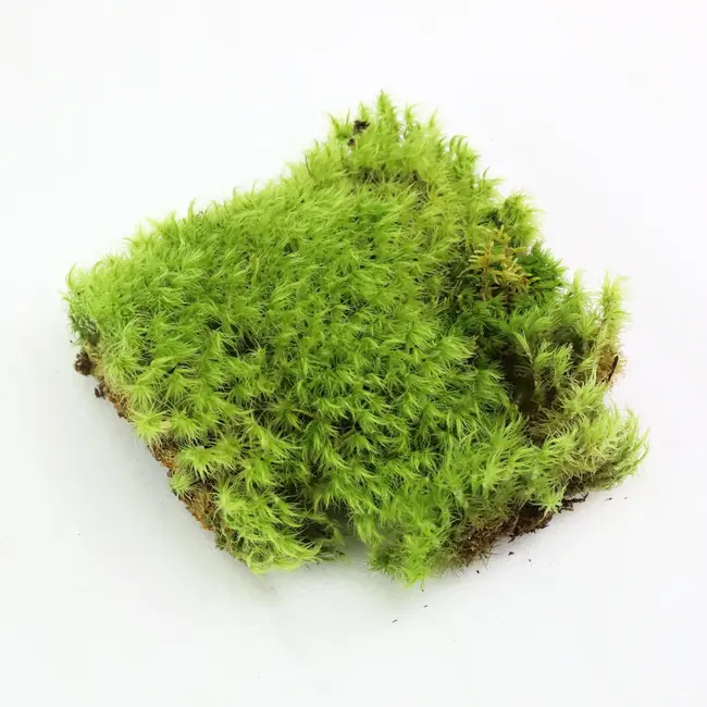 Mossify Live Dormant Mood Moss (Dicranum)