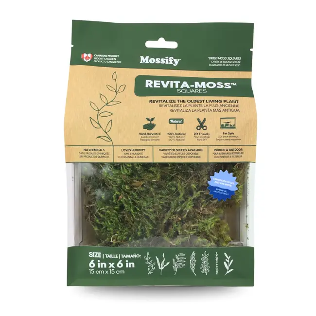 Mossify Live Dormant Mood Moss (Dicranum)