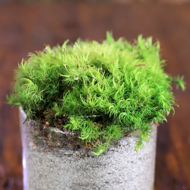 Mossify Live Dormant Mood Moss (Dicranum)