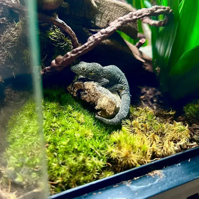 Mossify Live Dormant Mood Moss (Dicranum)
