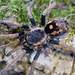Hapalopus guerilla, Speckle Patch Guerilla 1/4"-1/2" Tarantula